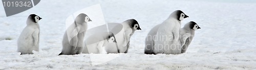 Image of Emperor Penguin