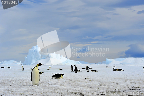 Image of Emperor Penguin