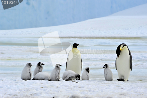 Image of Emperor Penguin