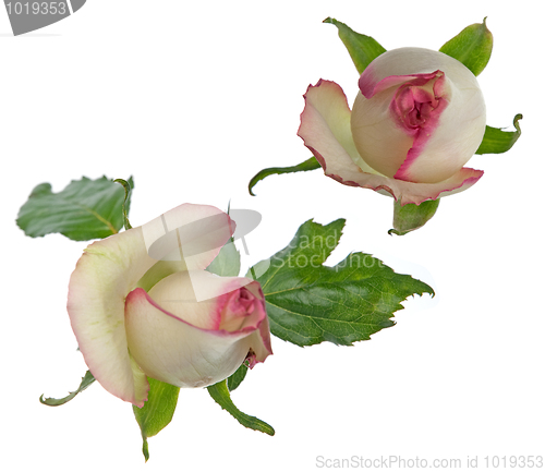 Image of Beautiful roses