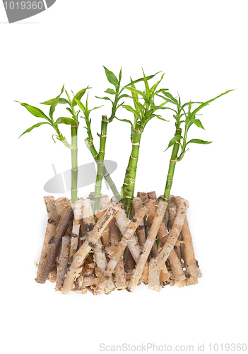 Image of Bamboo