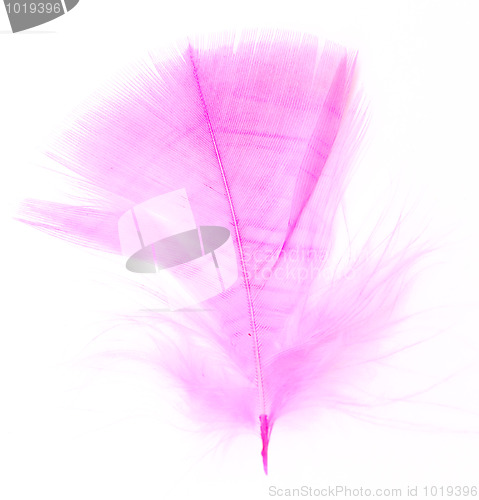 Image of pink feather