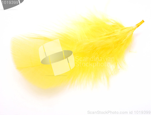 Image of yellow feather 