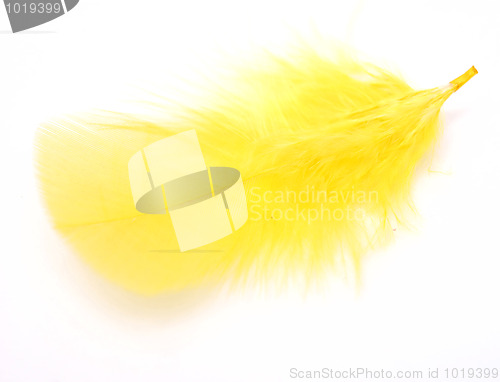 Image of yellow feather 