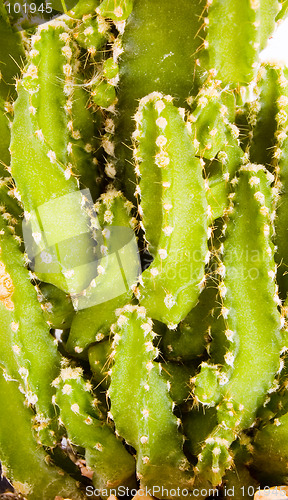 Image of Cactus - Macro