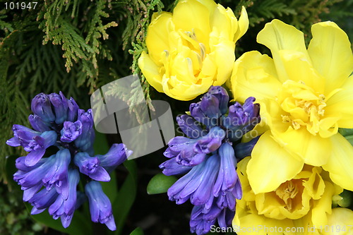 Image of Tulips and  hyacinth