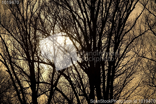 Image of Branches