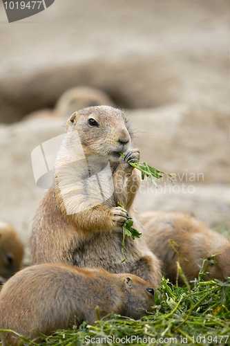 Image of Prairie Dog