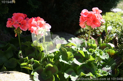 Image of Geranium