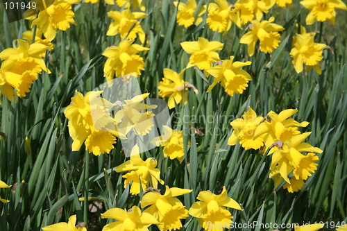 Image of Daffodils