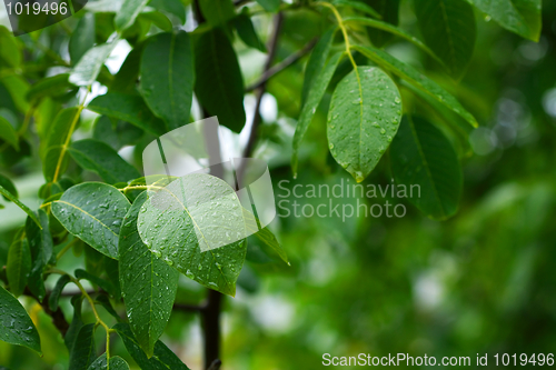 Image of Leaves