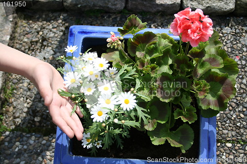 Image of Flowers in garden pot