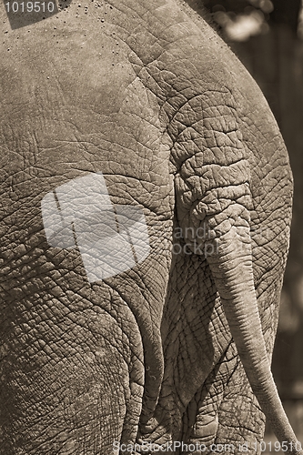 Image of Elephant