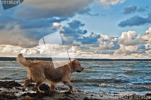 Image of The retriever running to the sea