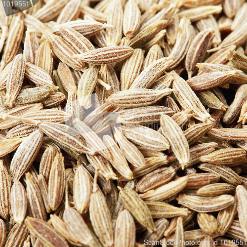 Image of Caraway spice seeds