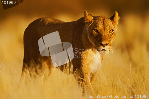 Image of Lion