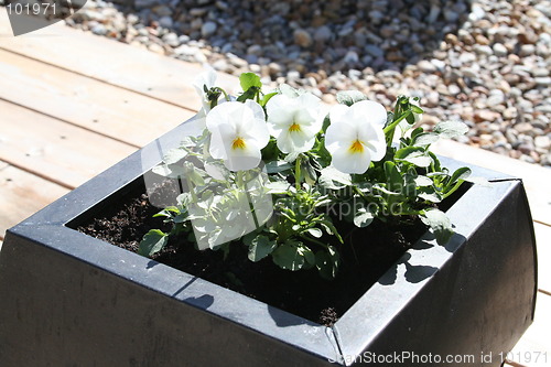 Image of White pansies