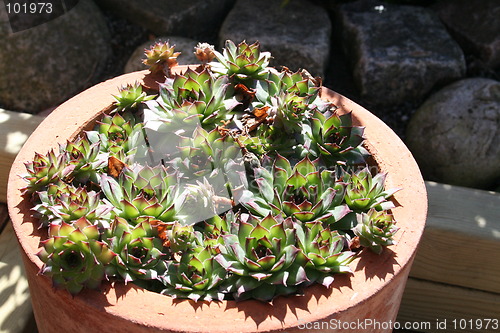 Image of Sedum