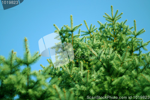 Image of sky and pine