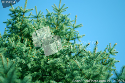 Image of pine on the background sky