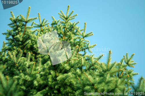 Image of solar pine