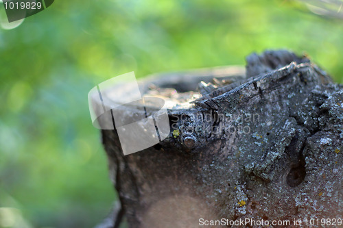 Image of old tree