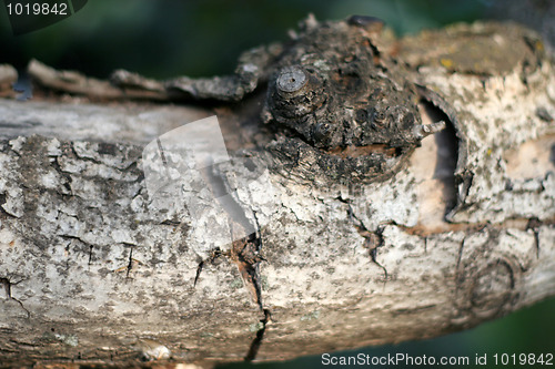 Image of tree