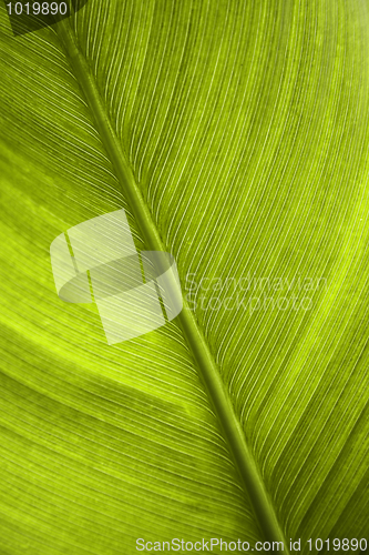 Image of green leaf