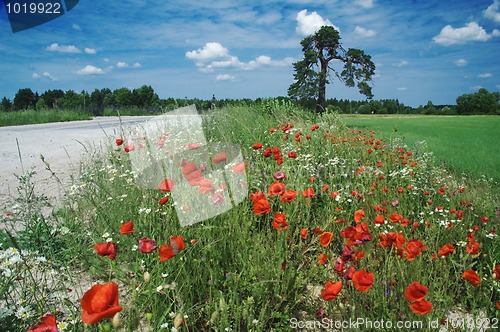 Image of blossoming red poppies