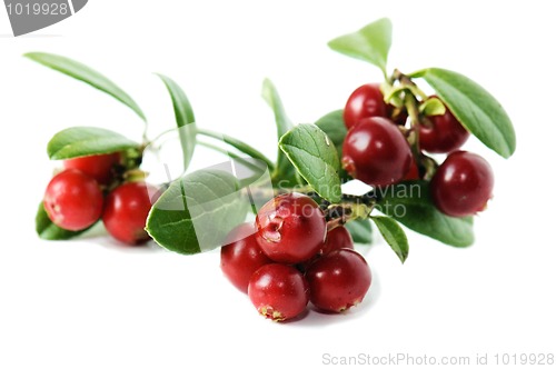 Image of Red cowberry isolated in white