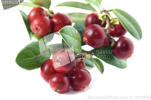 Image of Red cowberry isolated in white
