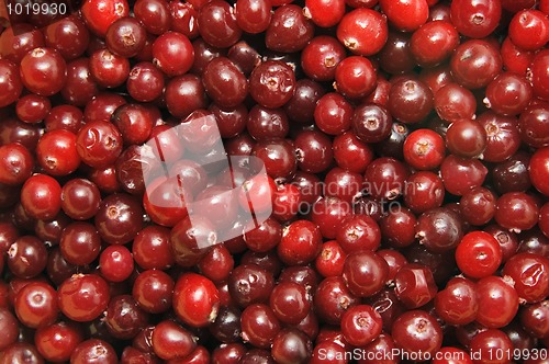 Image of Red cowberry 
