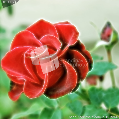 Image of rose