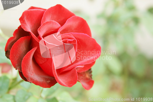 Image of rose