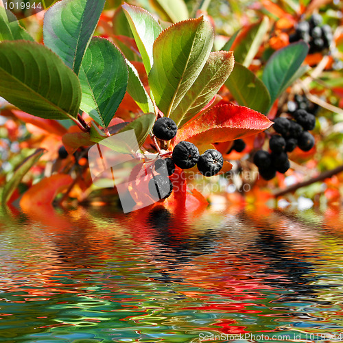 Image of plants and water