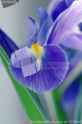 Image of Flower an blue iris