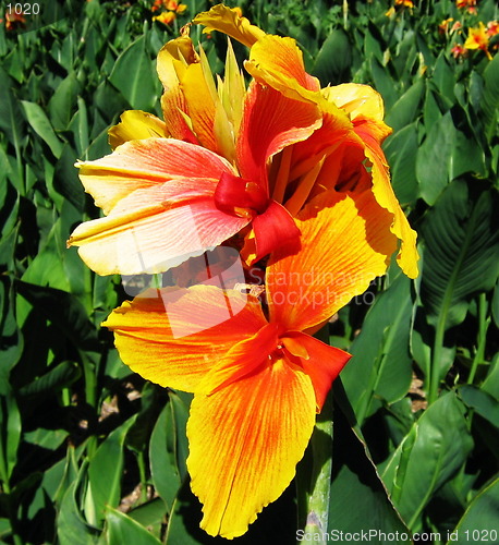 Image of Yellow Red