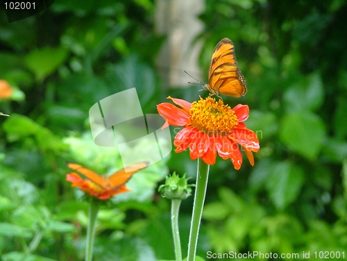 Image of butterfly in action