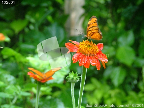 Image of butterfly in action