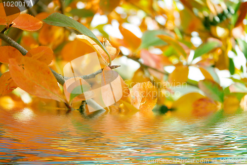 Image of plants and water