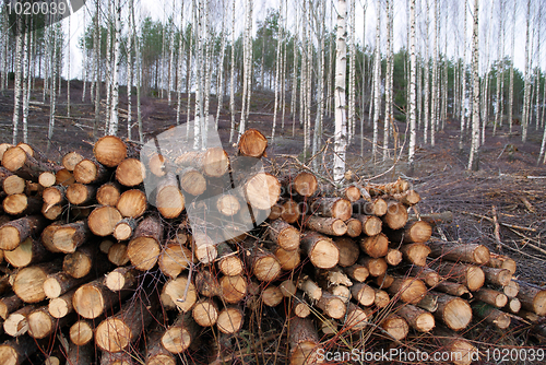 Image of Pine Logs at the Edge of Birch Forest