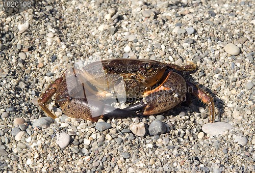 Image of Crab on the pebbles