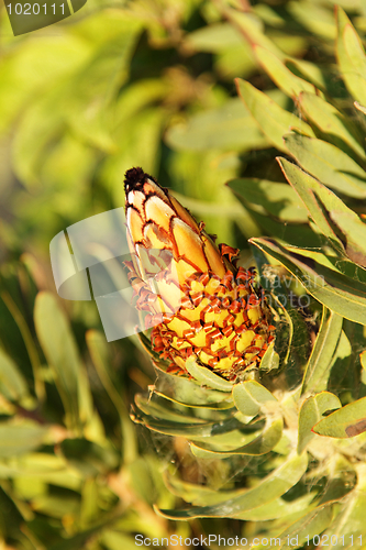 Image of Cone bud of green plant