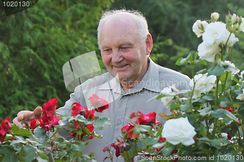 Image of Portrait of grower of roses