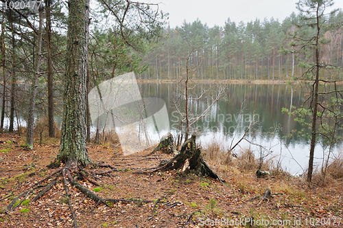 Image of Autumn on the forest lake.