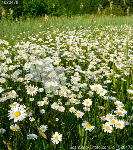 Image of Blooming meadow.