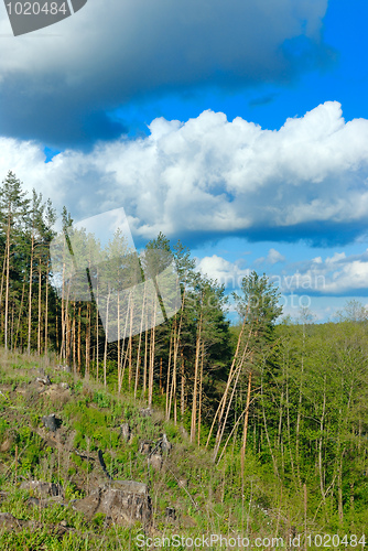Image of Clouds over the pine forest.