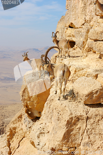 Image of Mountain goats in the Makhtesh Ramon