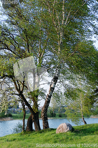 Image of The shore of the lake in spring