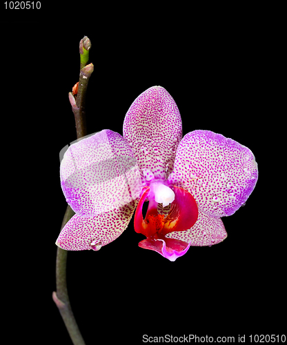 Image of Orchid